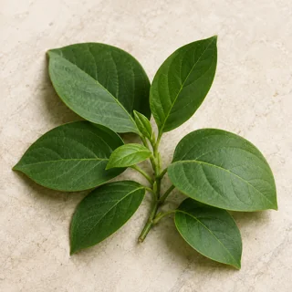 Gudmar botanical illustration