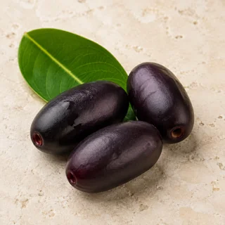 Jamun botanical illustration
